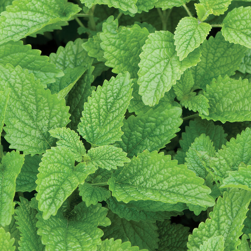 LGP Bundle - Herb Mix (Spring)