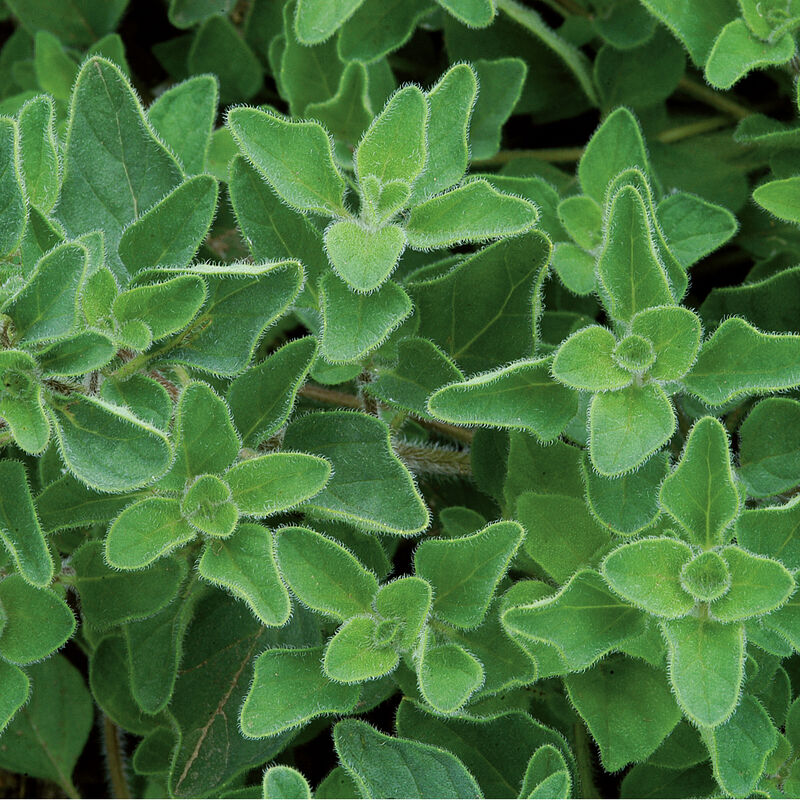LGP Bundle - Herb Mix (Spring)