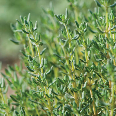 LGP Bundle - Herb Mix (Spring)