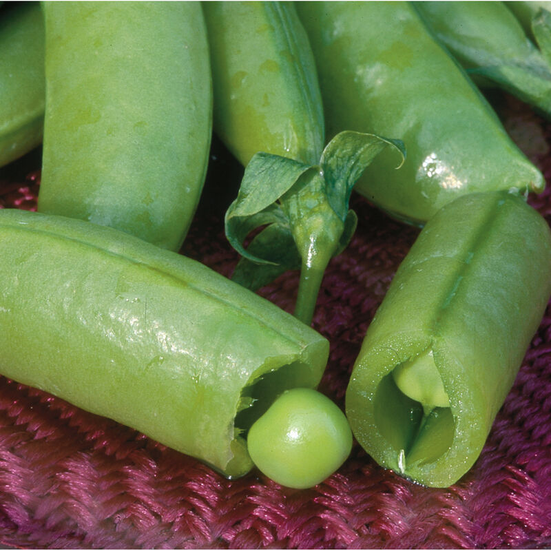 LGP Bundle - Farmers Bundle (Spring)