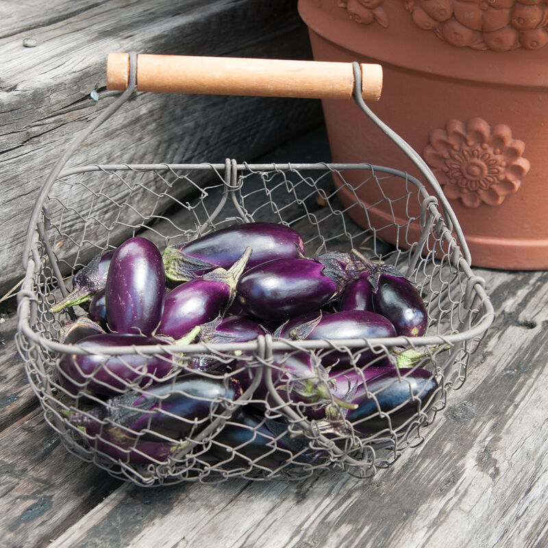 LGP Bundle - Nightshade Bundle (Spring)