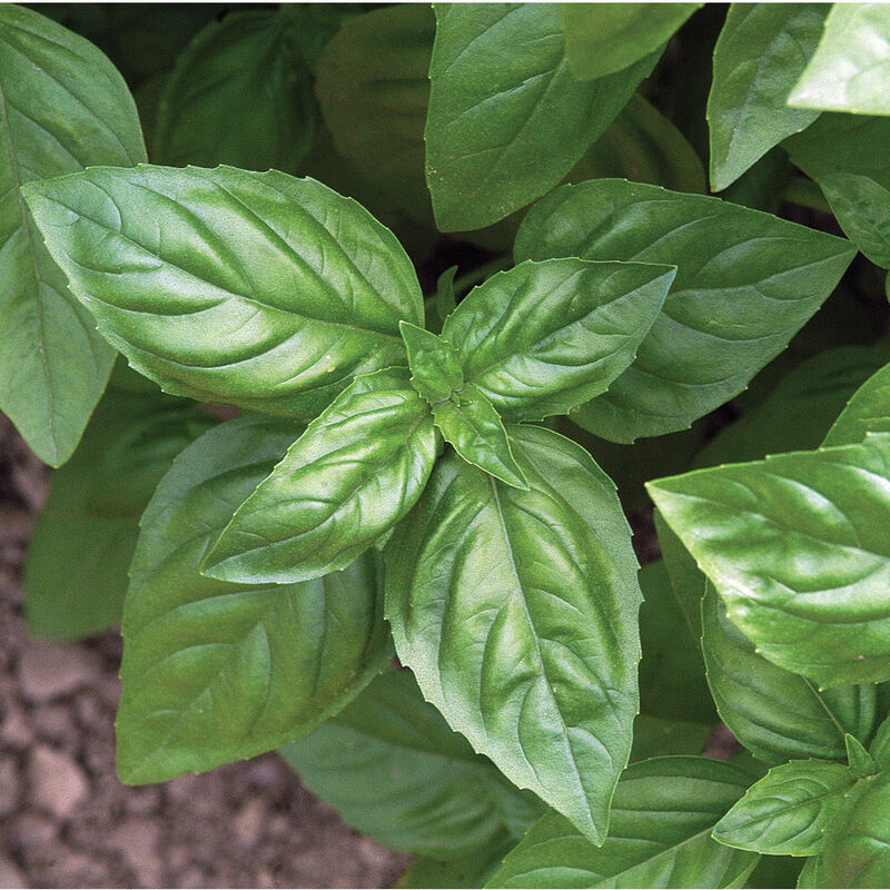 LGP Bundle - Herb Mix (Spring)