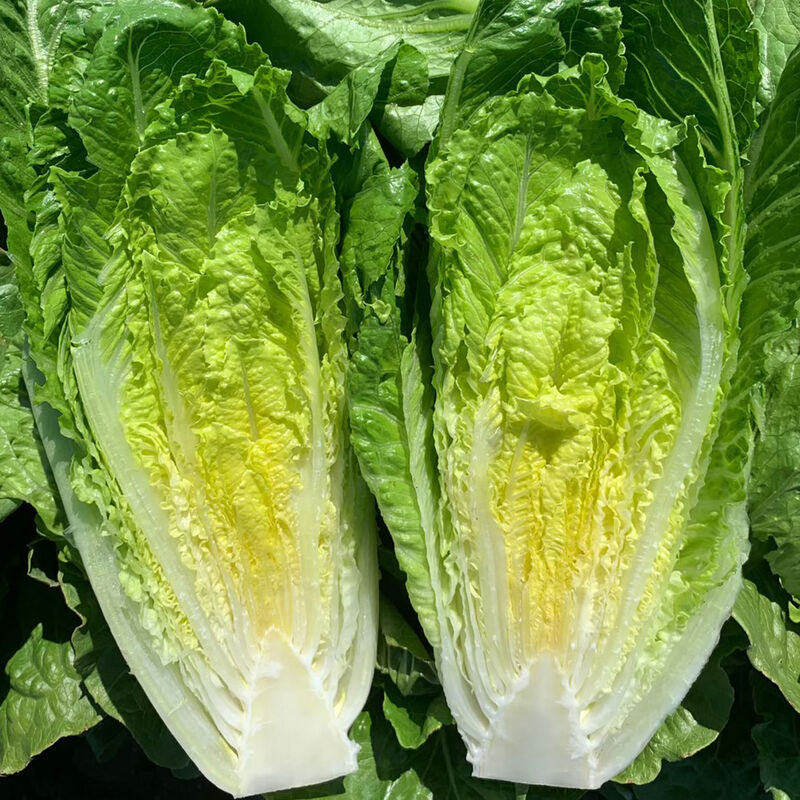 LGP Bundle - Farmers Bundle (Spring)