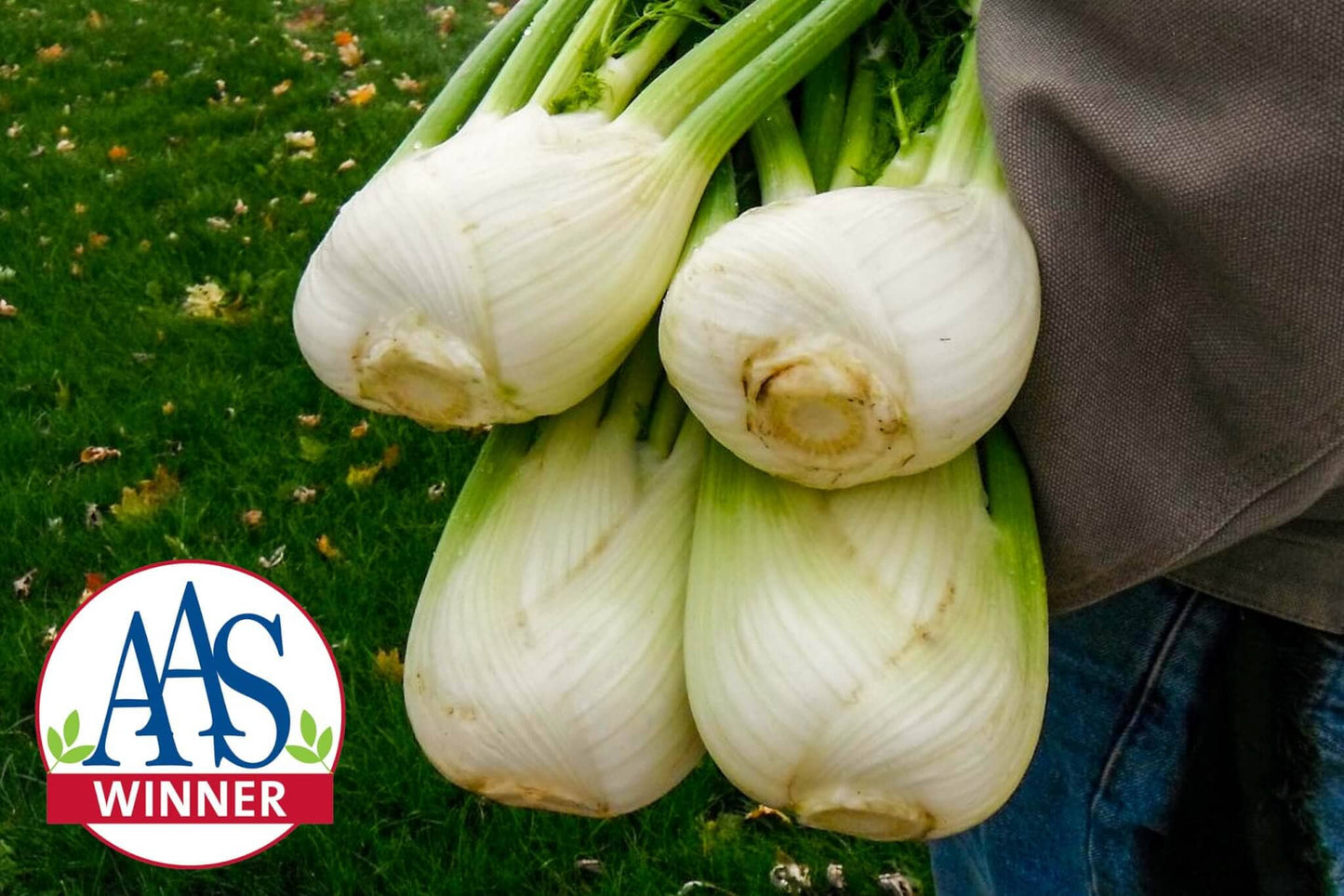 Antares Hybrid Fennel F1
