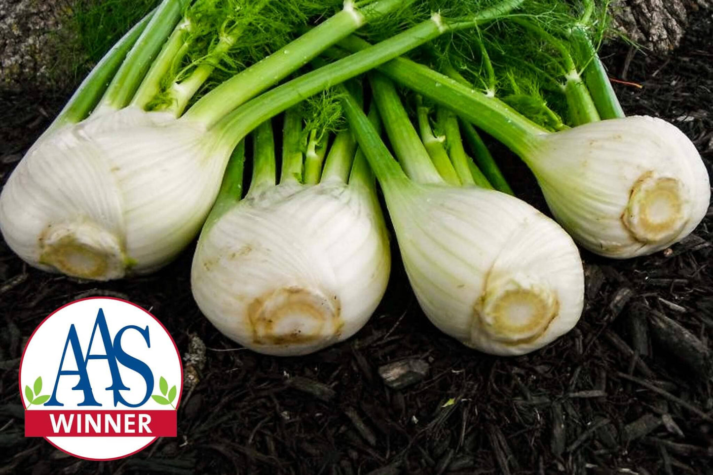 Antares Hybrid Fennel F1