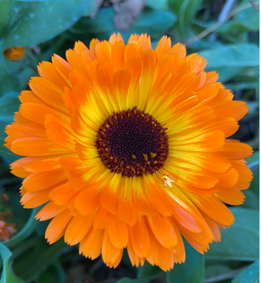 LGP Bundle - Flower Bundle (Spring)