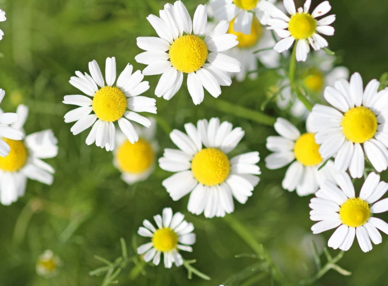 LGP Bundle - Flower Bundle (Spring)