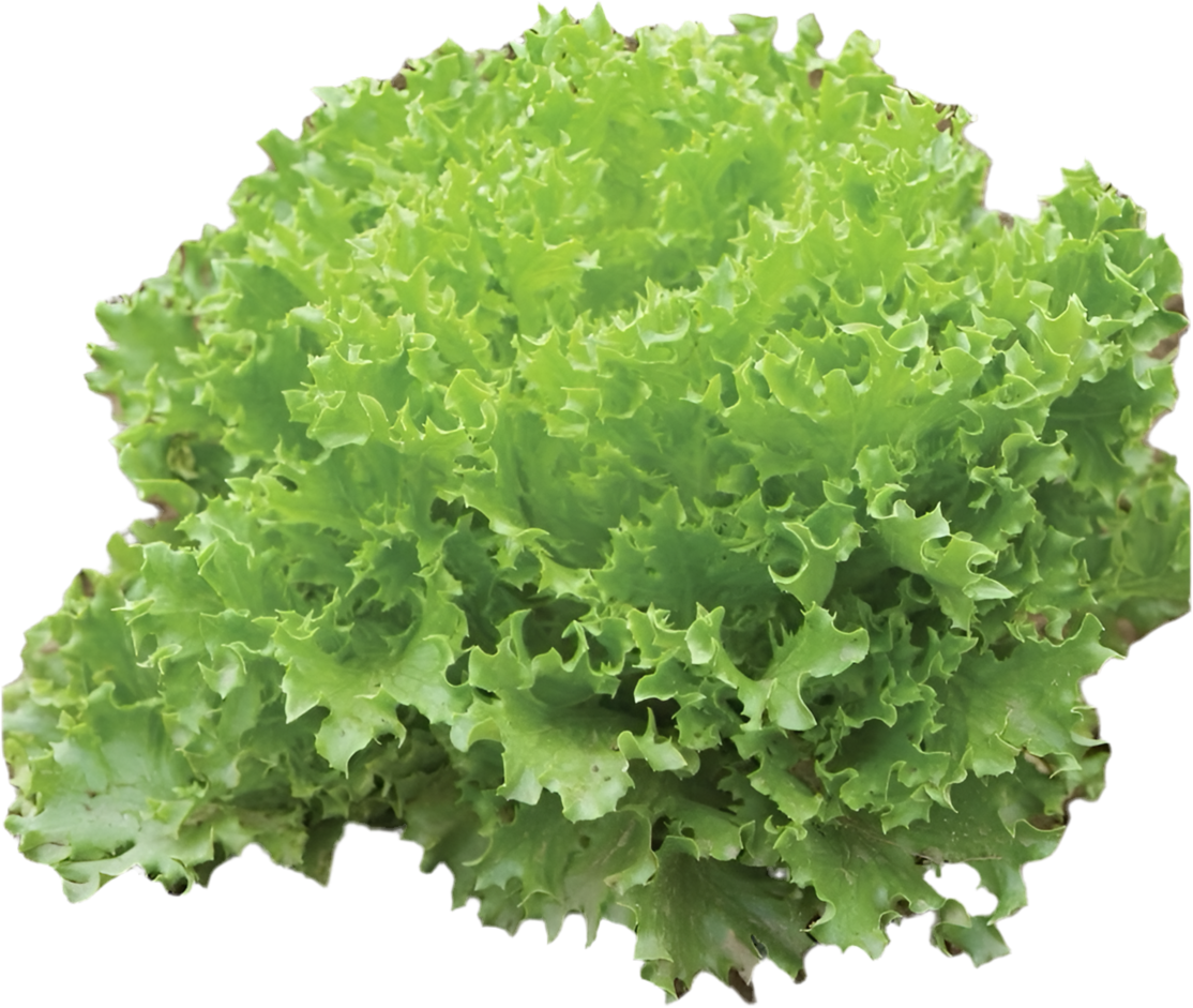 LGP Bundle - Lettuce Mix (Spring)