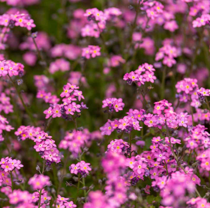 LGP Bundle - Flower Bundle (Spring)