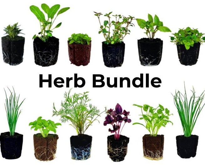 LGP Bundle - Herb Mix (Spring)