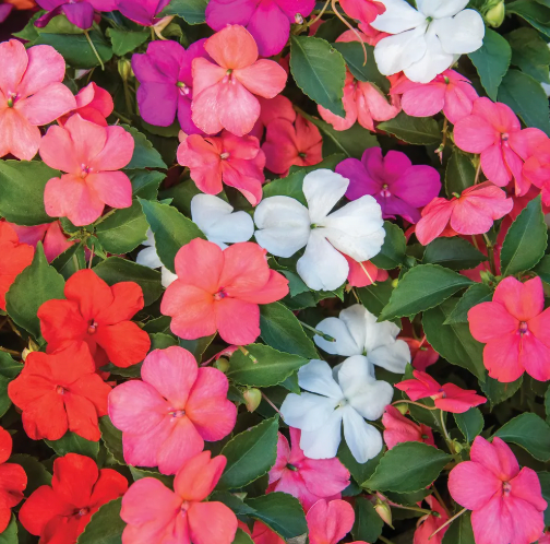 LGP Bundle - Flower Bundle (Spring)