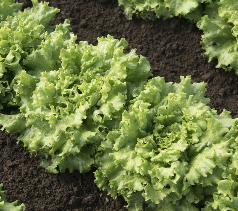 LGP Bundle - Lettuce Mix (Spring)