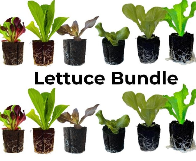 LGP Bundle - Lettuce Mix (Spring)