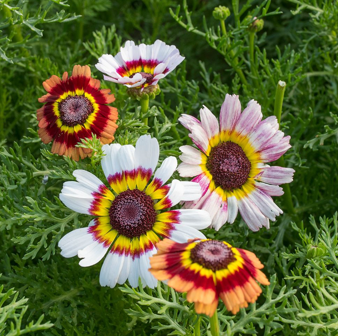 LGP Bundle - Flower Bundle (Spring)