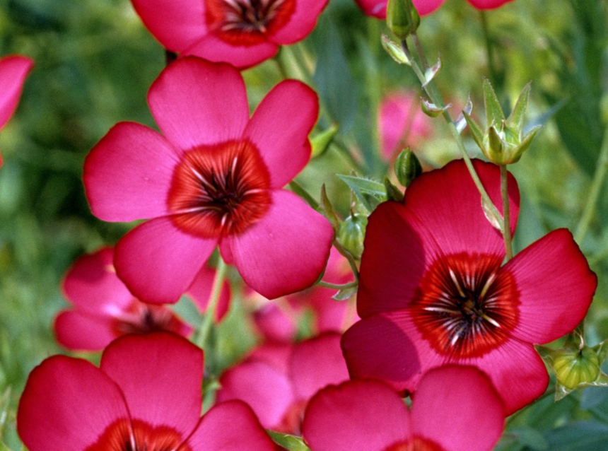 LGP Bundle - Flower Bundle (Spring)