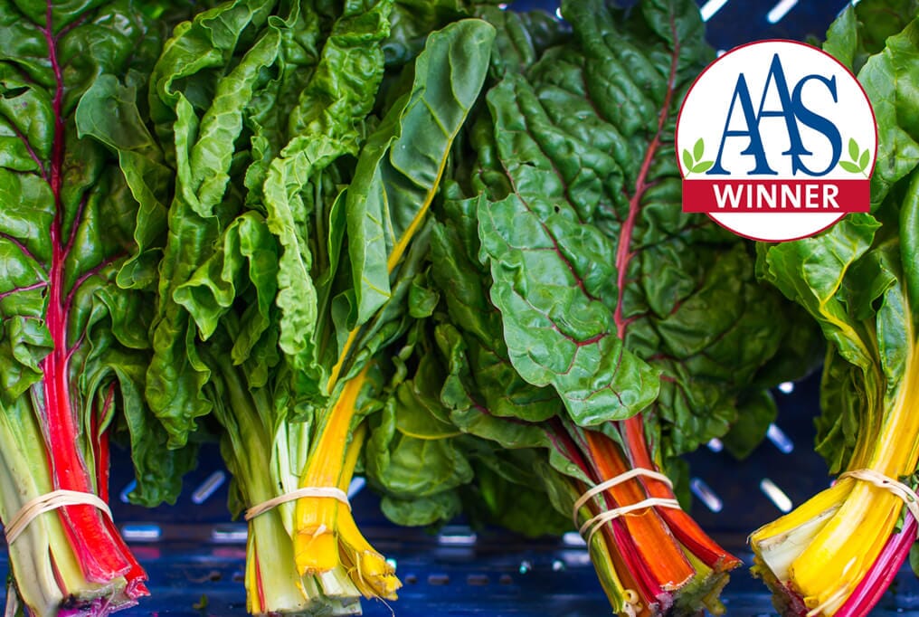 Bright Lights Swiss Chard