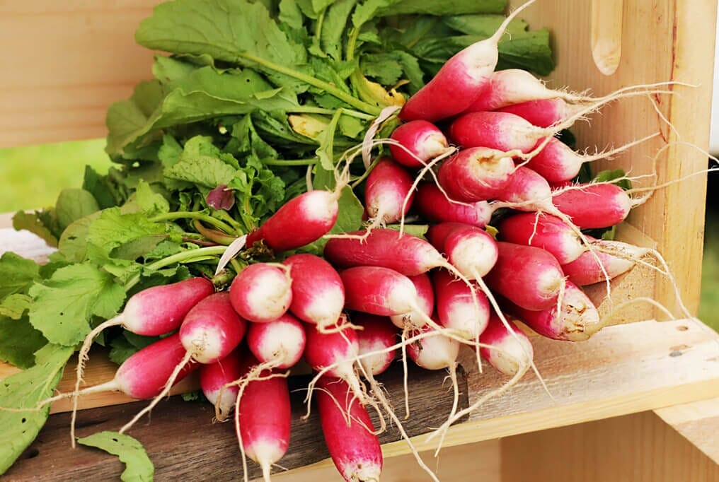 French Breakfast Radish