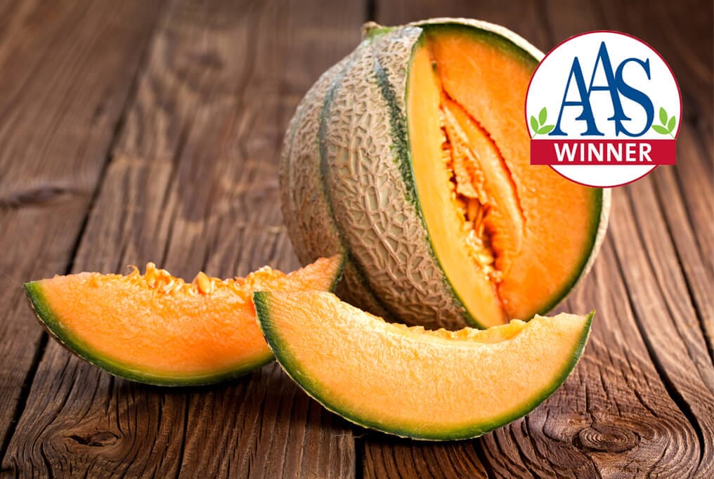 Honey Rock Cantaloupe