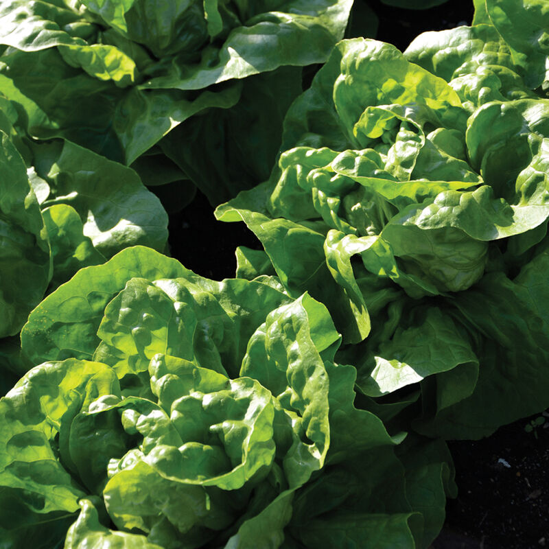 LGP Bundle - Lettuce Mix (Spring)