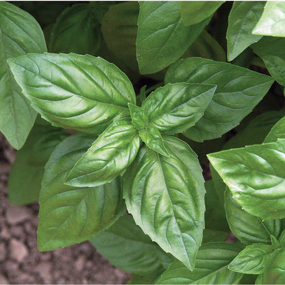 LGP Bundle - Herb Mix (Spring)
