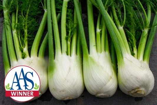 Antares Hybrid Fennel F1
