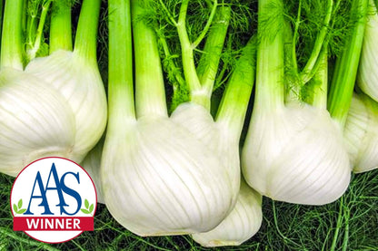 Antares Hybrid Fennel F1