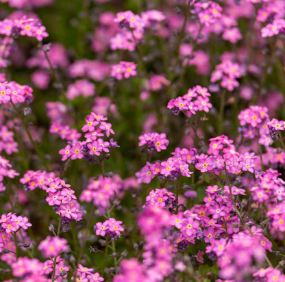 LGP Bundle - Flower Bundle (Spring)