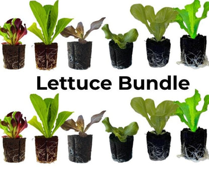 LGP Bundle - Lettuce Mix (Spring)