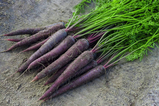 Purple Sun Hybrid Carrot F1