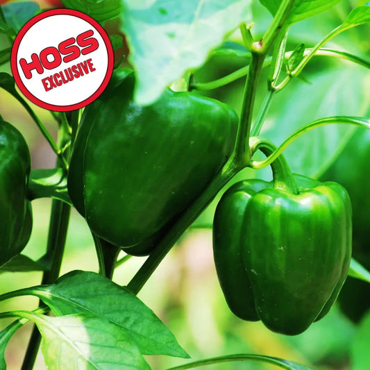 Hossinator Bell Hybrid Pepper F1