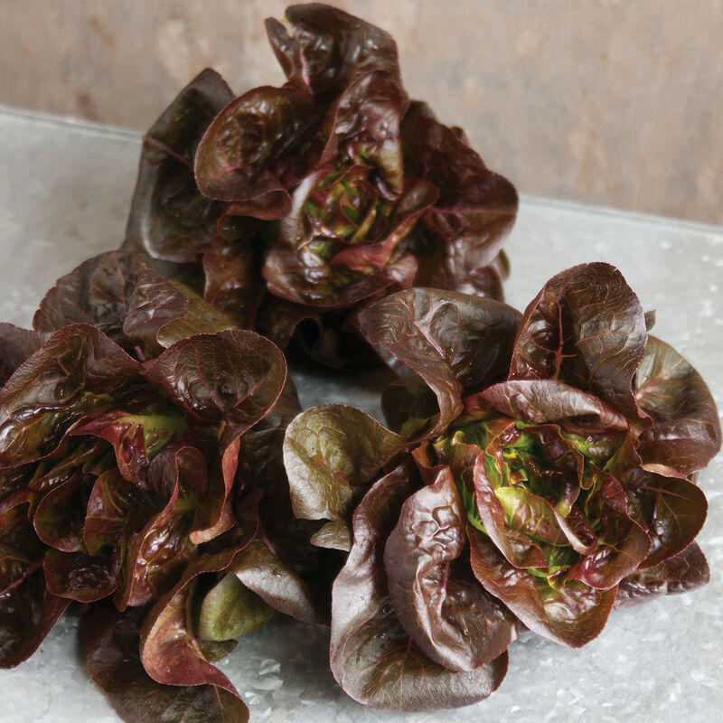 LGP Bundle - Lettuce Mix (Spring)