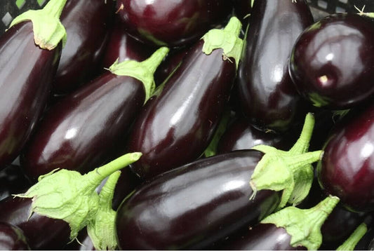 Black Beauty Eggplant