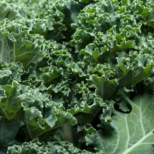 Blue Ridge Hybrid Kale F1