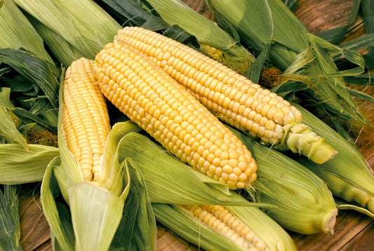 Bodacious Hybrid Sweet Corn F1