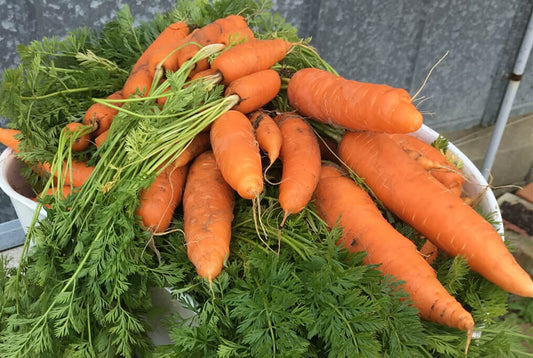 Bolero Hybrid Carrot F1