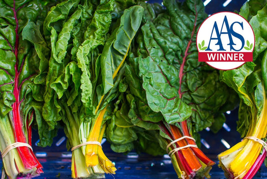 Bright Lights Swiss Chard
