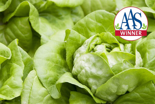 Butter Crunch Lettuce