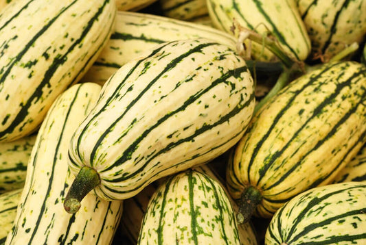 Delicata Winter Squash
