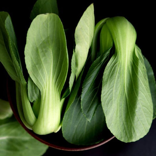 Feng Qing Hybrid Pak Choi F1