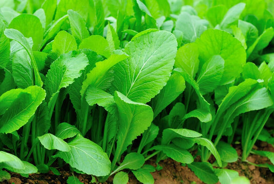 Florida Broadleaf Mustard