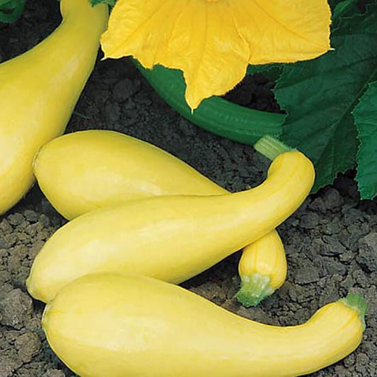 Gentry Hybrid Squash F1