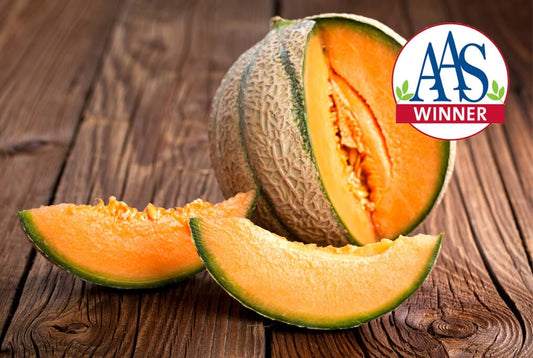 Honey Rock Cantaloupe