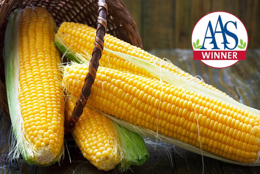 Honey Select Hybrid Sweet Corn F1