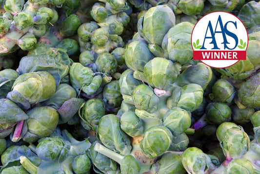 Jade Cross Hybrid Brussels Sprouts F1