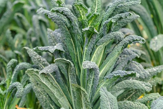 Lacinato Kale