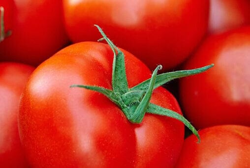 Mountain Merit Hybrid Tomato F1