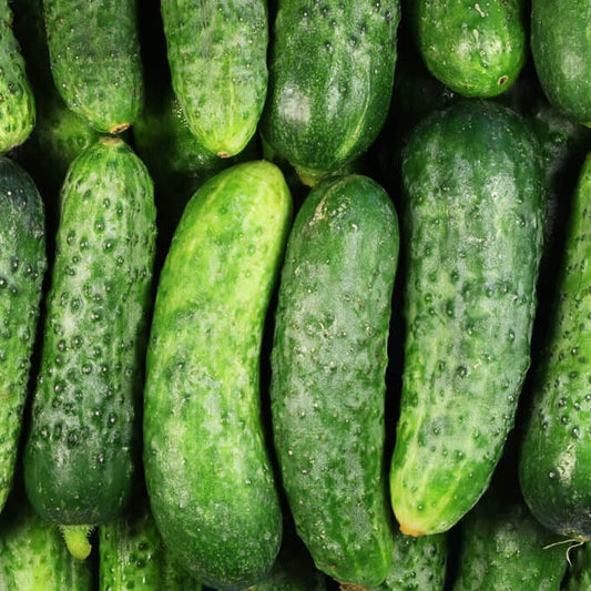 National Pickling Cucumber